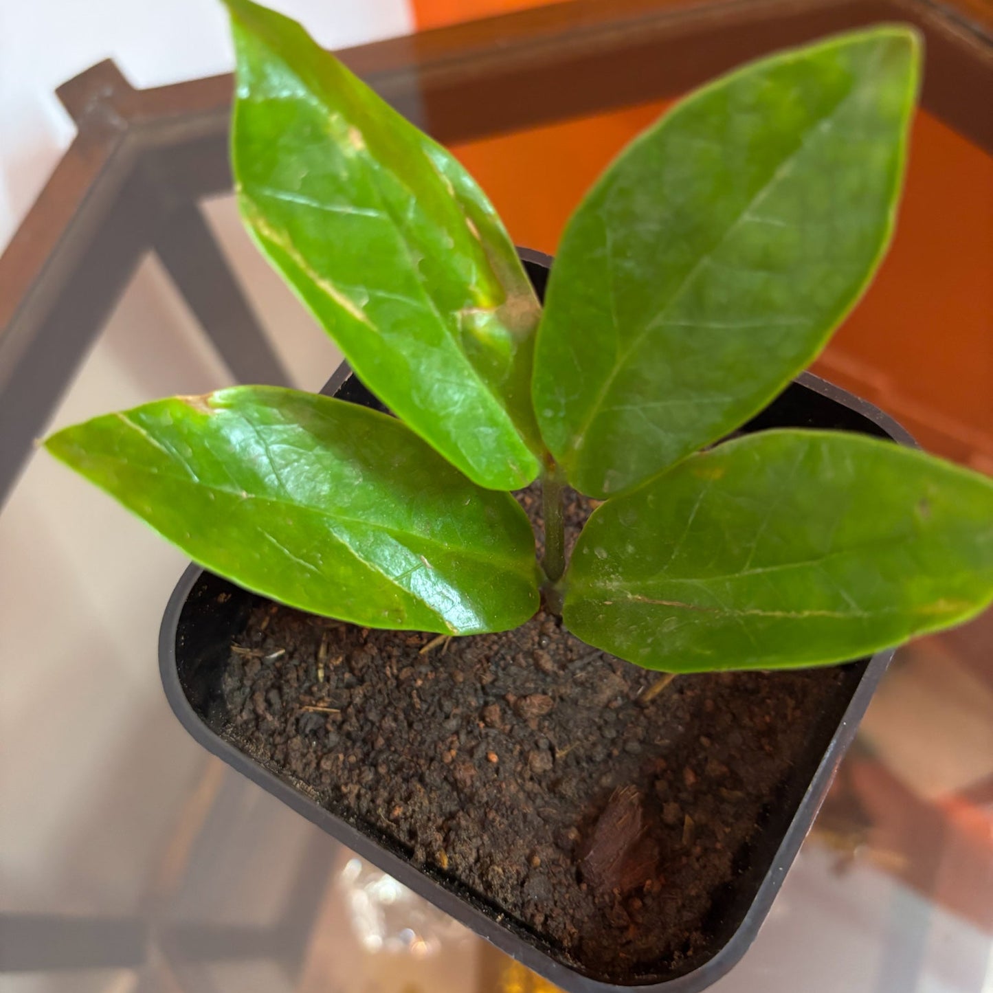ZZ plant