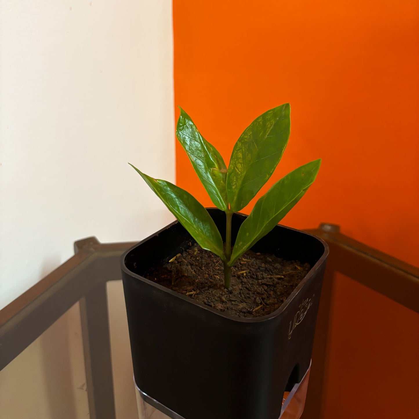 ZZ plant