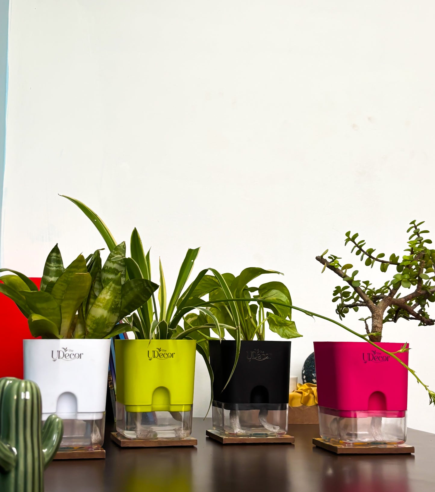 Lucky Four Bundle : Money plant, Jade plant, Snake plant, Spider plant