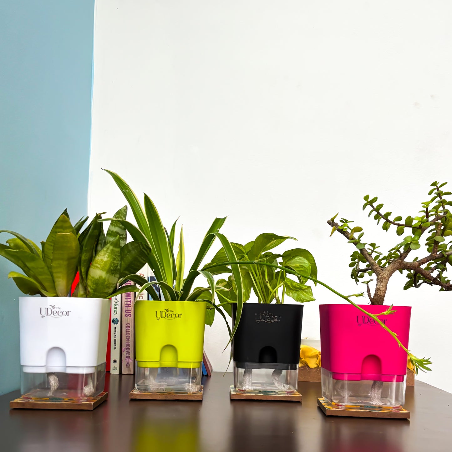 Lucky Four Bundle : Money plant, Jade plant, Snake plant, Spider plant