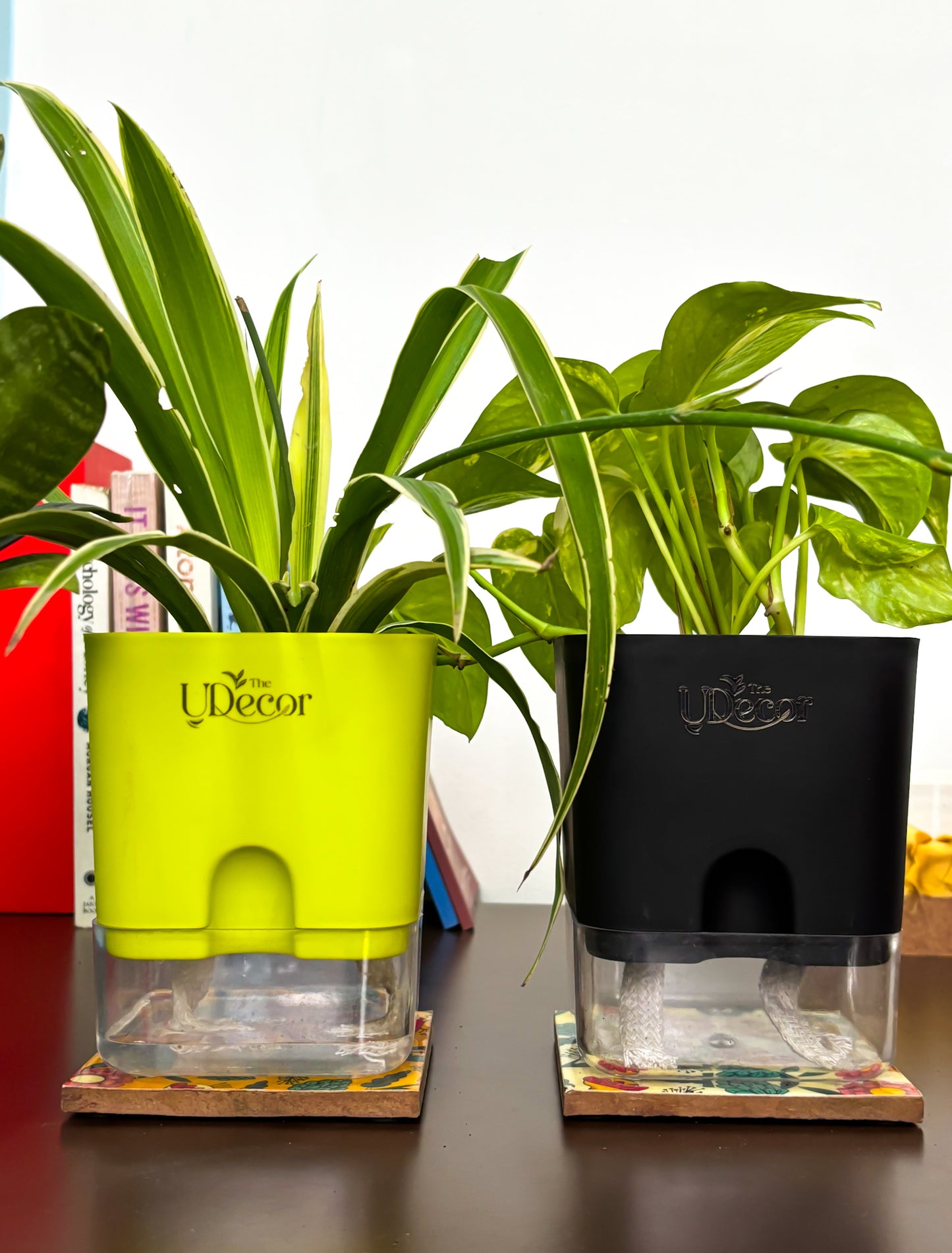 Money Bundle : Money plant, spider plant