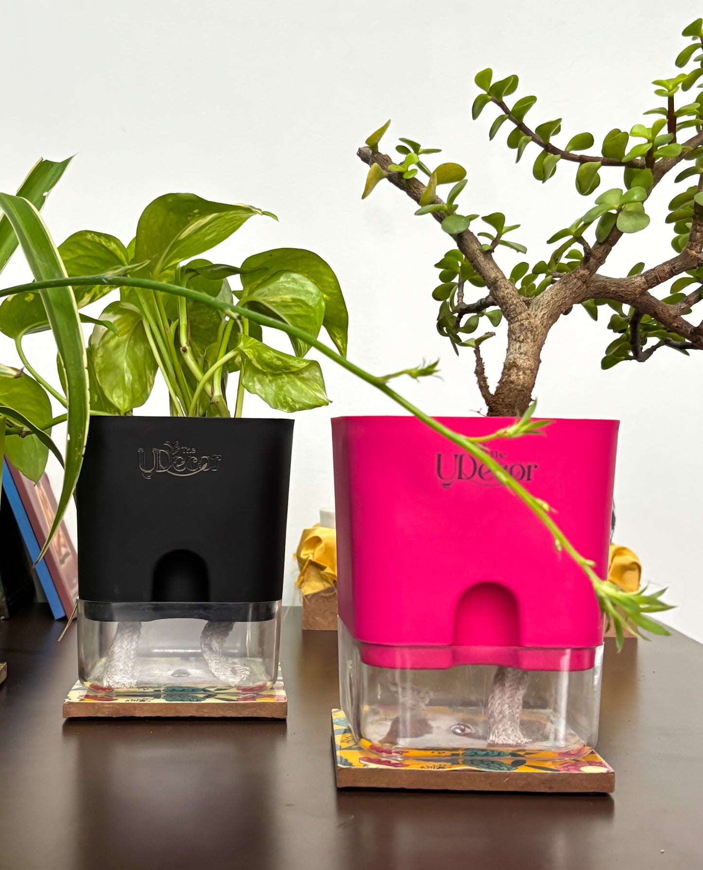 Money Bundle : Money plant, Jade plant