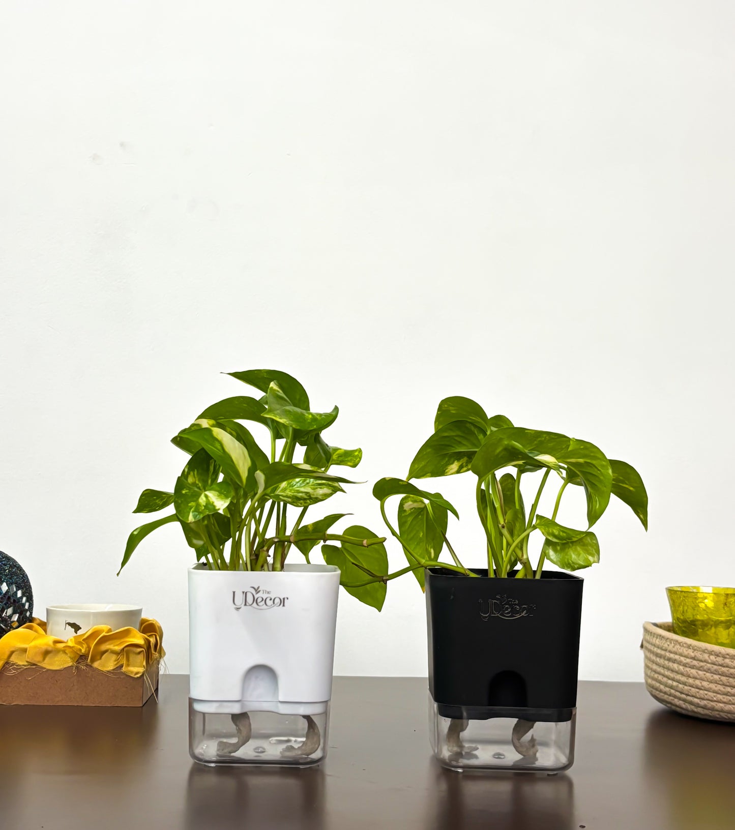 Money Bundle : Money plant, money plant