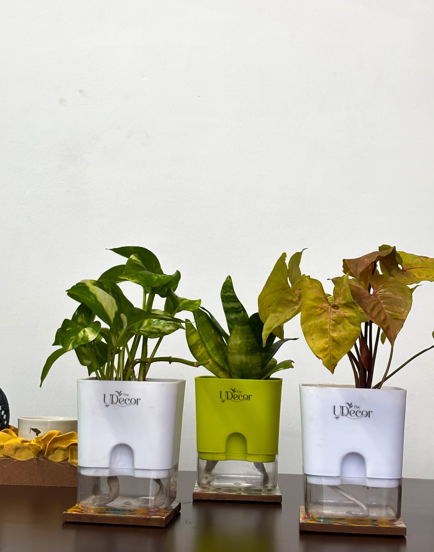 Lucky Three Bundle : Money plant, snake plant, syngonium plant