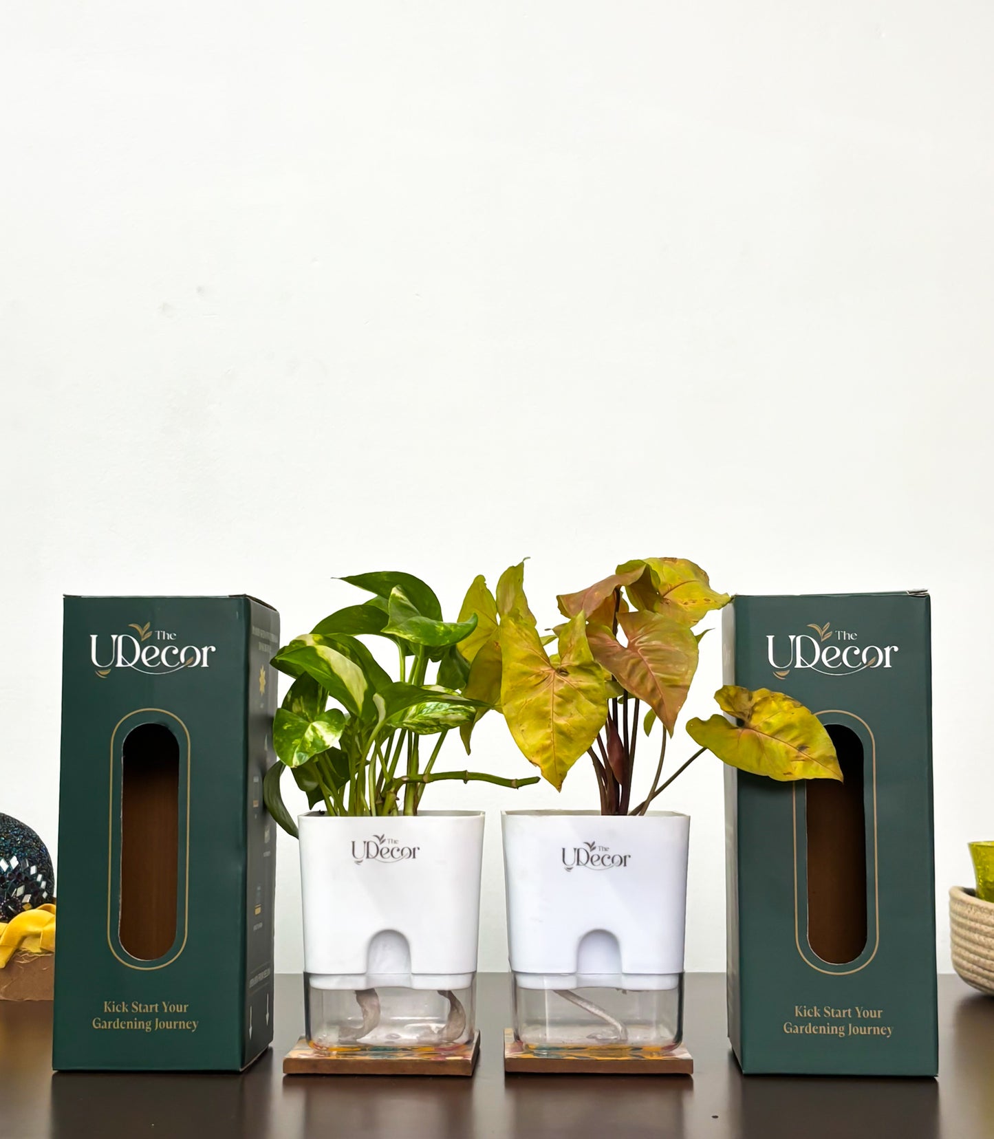 Money Bundle : Money plant, syngonium plant