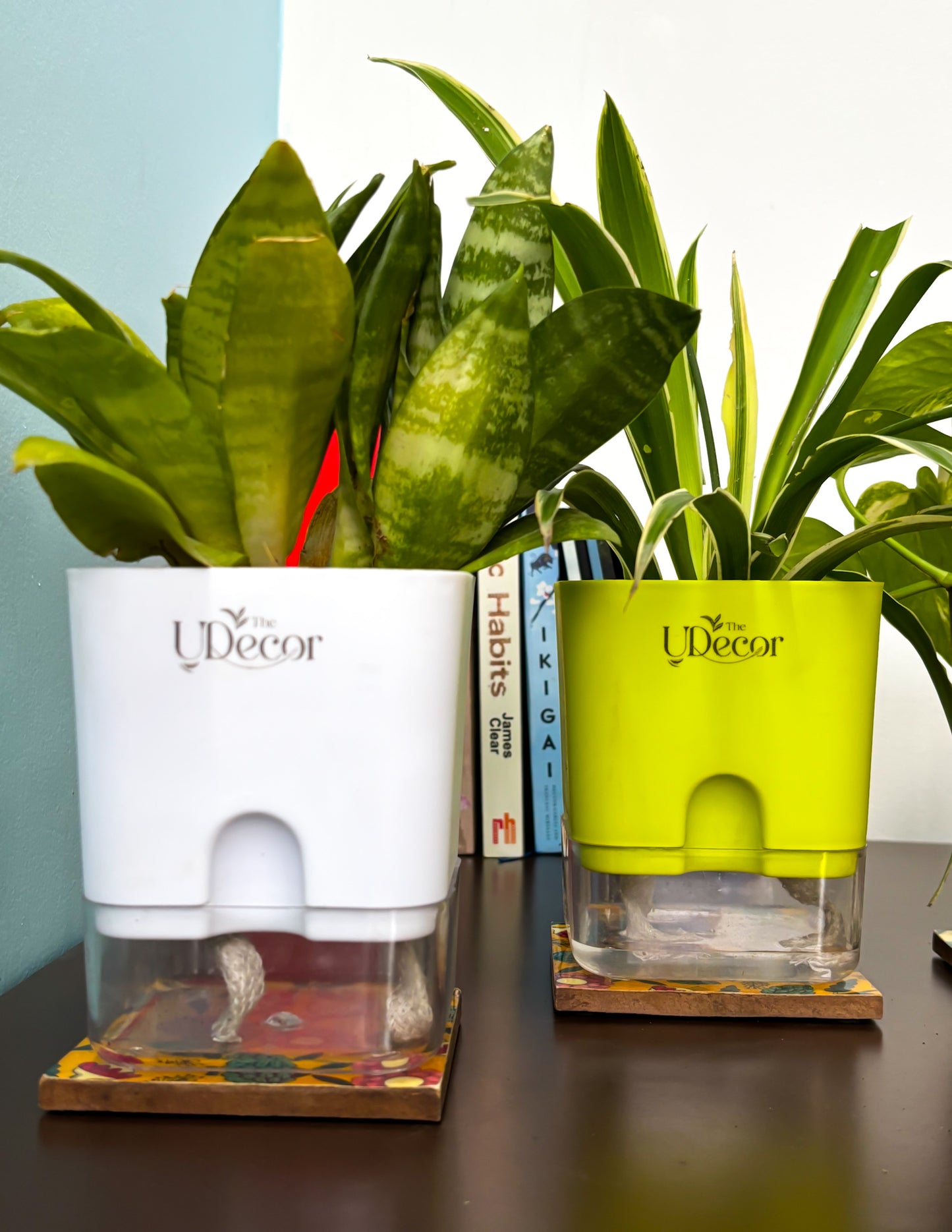 Snake Bundle : Snake plant, Spider plant