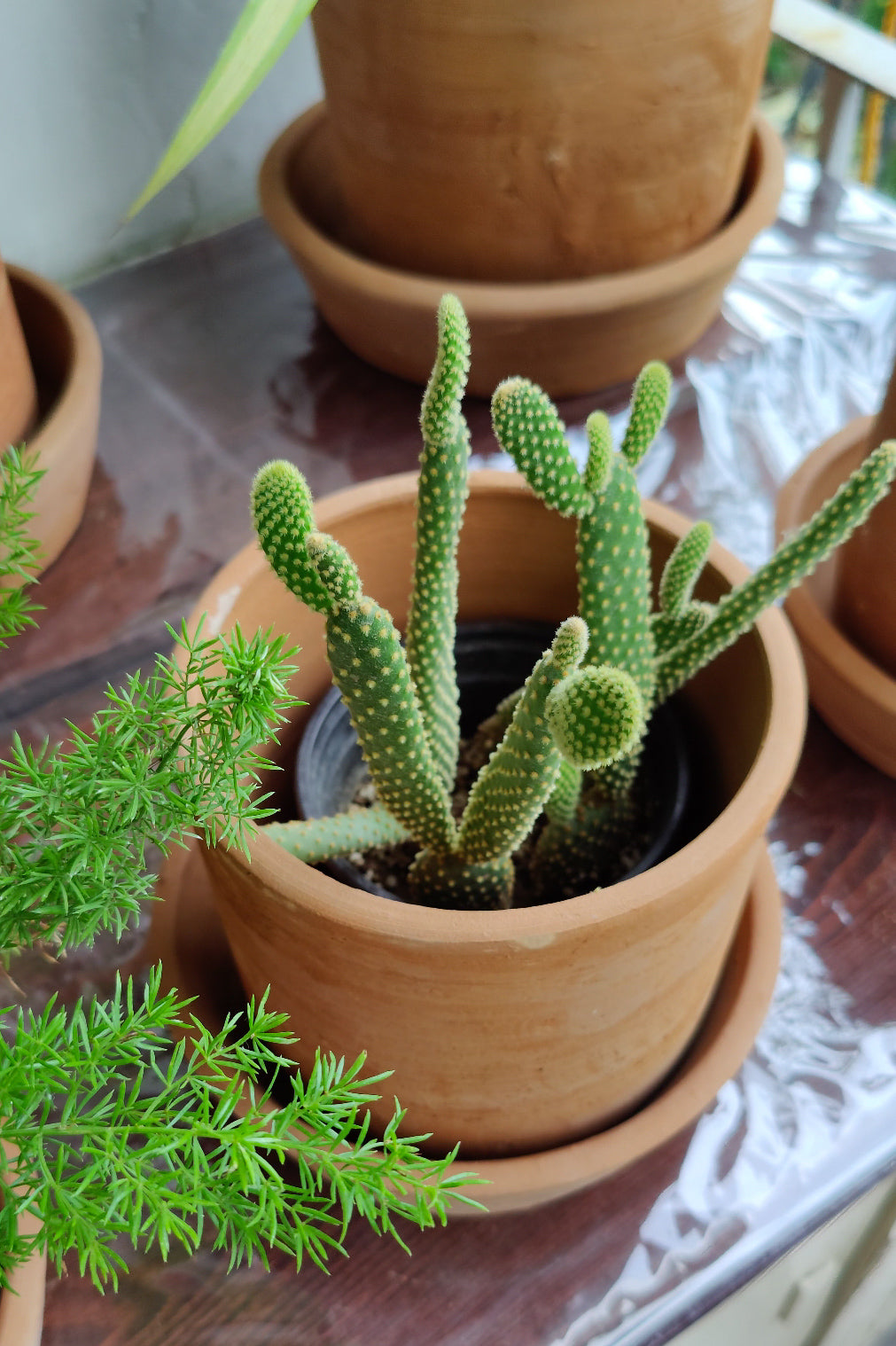 Mini 6" Terracotta Planter with plate